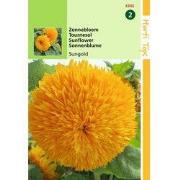 2 stuks - Helianthus Annuus Sungold Dubbelbl. Hoog