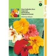 2 stuks - Tropaeolum Glorious Gleam Dubbelbl.