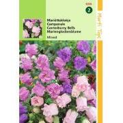 2 stuks - Campanula Medium Calycanthema Gemengd