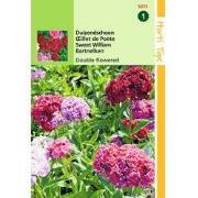 2 stuks - Dianthus barbatus dubbelbloemig gemengd