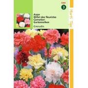 2 stuks - Dianthus Caryophyllus Grenadin Gemengd