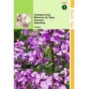 2 stuks - Lunaria Annua Biennis Violet Judaspenning