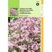 2 stuks - Myosotis Alpestris Victoria Rose