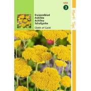 2 stuks - Achillea Filipendula Cloth Of Gold