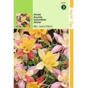 2 stuks - Aquilegia Hybrida Mrs Scott Elliott