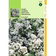 2 stuks - Arabis Alpina Comp. Snowball