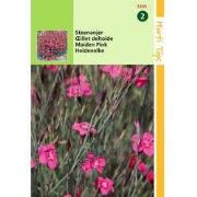 2 stuks - Dianthus Deltoides Erectus Karmijnrose