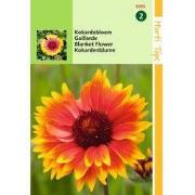 2 stuks - Gaillardia Aristata Kokardebloem