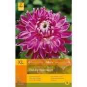 2 stuks - 1 Dahlia Vancouver