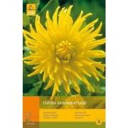 2 stuks - 1 Dahlia Kennemerland