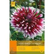2 stuks - 1 Dahlia Alauna Clair Obscur