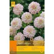 2 stuks - 1 Dahlia Wittem
