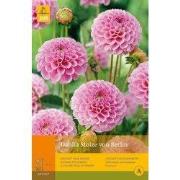 2 stuks - 1 Dahlia Stolze Von Berlin