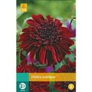 2 stuks - Dahlia Soulman 1 bol