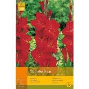 2 stuks - 7 Gladiolus Oscar