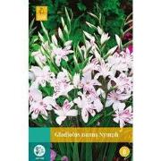2 stuks - Gladiolus Nymph 7 bollen