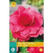 2 stuks - Begonia Grandiflora Roze 2 bollen