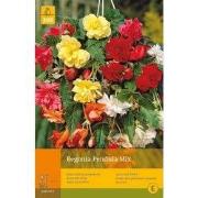 2 stuks - 5 Begonias Pendula Mix