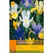 2 stuks - 25 Iris Hollandica Mi