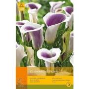 2 stuks - 1 Zantedeschia Picasso