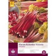 2 stuks - 1 Rheum-Rabarber Victoria