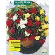2 stuks - Zomer Bloembollen Begonia Pendula, Mix per 5