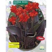 2 stuks - Zomer Bloembollen Canna donkerroodblad, Rood per 3