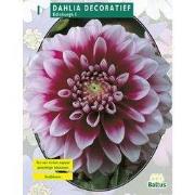 2 stuks - Zomer Bloembollen Dahlia Decoratief Edinburgh per 1
