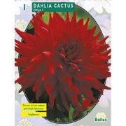 2 stuks - Zomer Bloembollen Dahlia Cactus Helga per 1