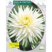 2 stuks - Zomer Bloembollen Dahlia Cactus My Love per 1