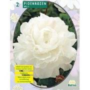 2 stuks - Zomer Bloembollen Pioenrozen, Wit per 2