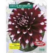 2 stuks - Zomer Bloembollen Dahlia Decoratief Mistery Day per 1