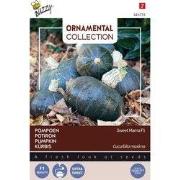 2 stuks - Ornamental Pompoen Sweet Mama F1
