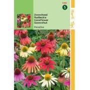 5 stuks - HT Echinacea, Zonnehoed Paradiso