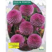 2 stuks - Zomer Bloembollen Dahlia Pompon Lipoma per 1