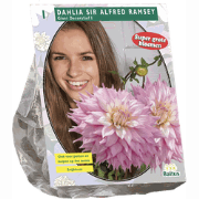 3 stuks - Zomer Bloembollen Dahlia Giant Dec. Sir Alfred Ramsey per 1