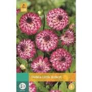 Dahlia Little Robert