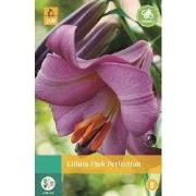 Lilium Pink Perfection