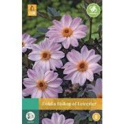 Dahlia Bishop Of Leicester