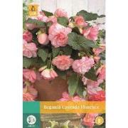 Begonia Cascade Florence