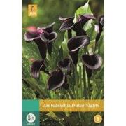 Zantedeschia Dubai Nights