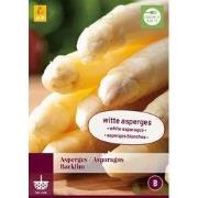 Asparagus Backlim