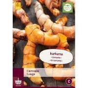 Curcuma Longa