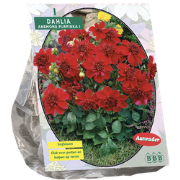 Bloembollen Dahlia Purpinka per 1