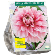 Bloembollen Dahlia Decoratief Strawberry Cream per 1