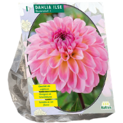 Bloembollen Dahlia Decoratief Ilse per 1