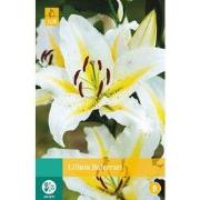 2 stuks - Lilium Baferrari 1 bol