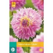Dahlia sakura fubuki bloembol