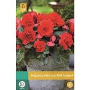Begonias Cascade Odorosa Red Sunset