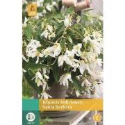 Begonia Boliviensis Santa Barbara